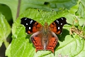 NYMPHALIDAE, Hypanartia kefersteinii